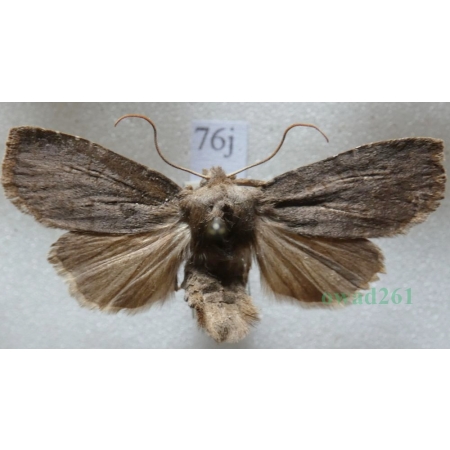 Conistra ligula (Esper, 1791) Porożnica Czech76j